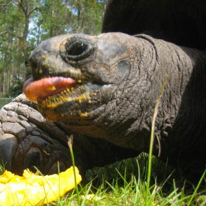ALDABRA BREEDER