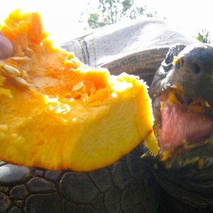 ALDABRA BREEDER