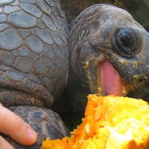 ALDABRA BREEDER