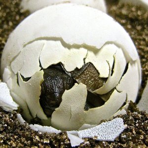 ALDABRA BREEDER