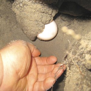 ALDABRA BREEDER