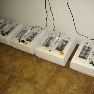 ALDABRA BREEDER