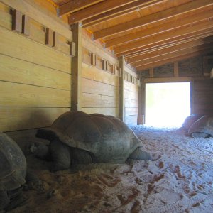 ALDABRA BREEDER