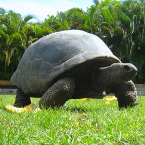 ALDABRA BREEDER