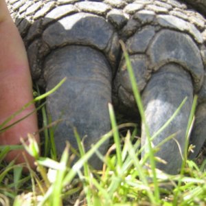 ALDABRA BREEDER