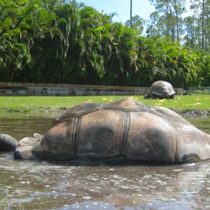 ALDABRA BREEDER