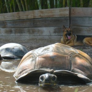 ALDABRA BREEDER