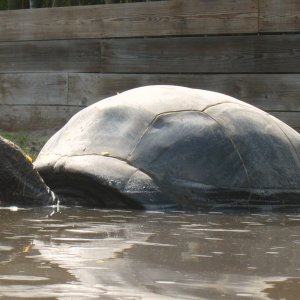 ALDABRA BREEDER