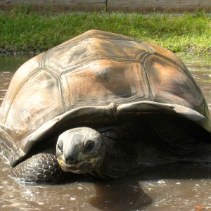 ALDABRA BREEDER