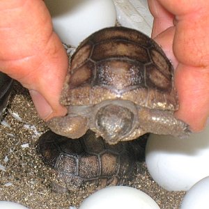 ALDABRA BREEDER