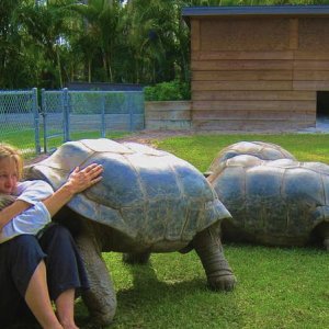 ALDABRA BREEDER