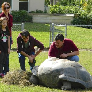 ALDABRA BREEDER