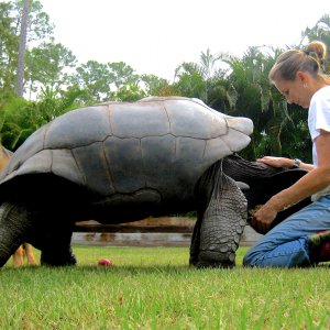 ALDABRA BREEDER