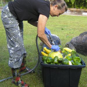ALDABRA BREEDER