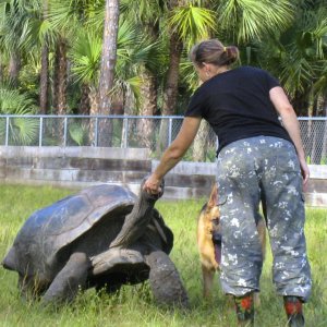 ALDABRA BREEDER