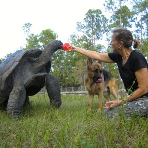 ALDABRA BREEDER