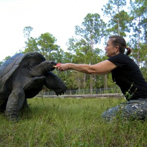 ALDABRA BREEDER