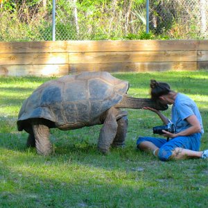 ALDABRA BREEDER