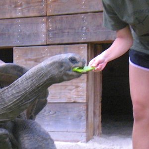 ALDABRA BREEDER