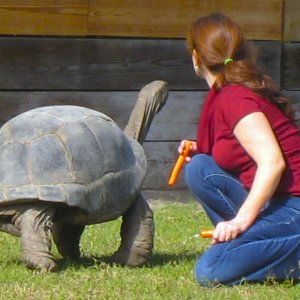 ALDABRA BREEDER