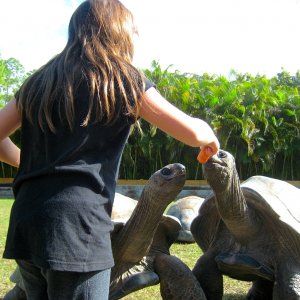 ALDABRA BREEDER