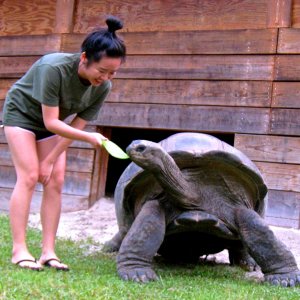 ALDABRA BREEDER