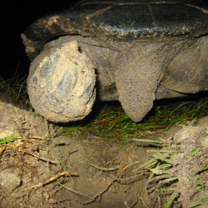 ALDABRA BREEDER