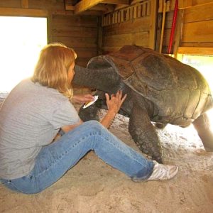 ALDABRA BREEDER