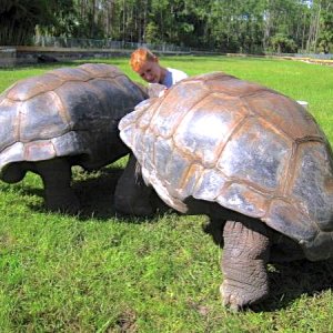 ALDABRA BREEDER