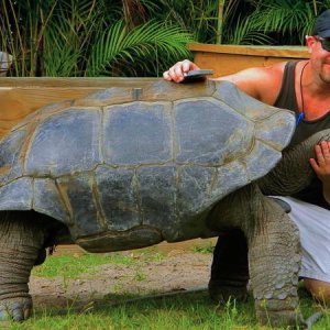ALDABRA BREEDER