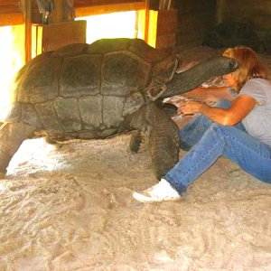 ALDABRA BREEDER