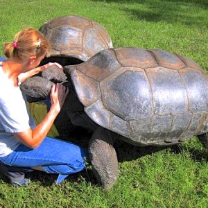 ALDABRA BREEDER