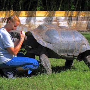 ALDABRA BREEDER