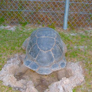 ALDABRA BREEDER