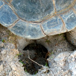 ALDABRA BREEDER