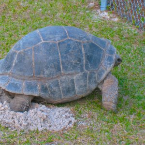 ALDABRA BREEDER