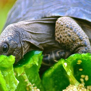 ALDABRA BREEDER