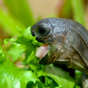 ALDABRA BREEDER