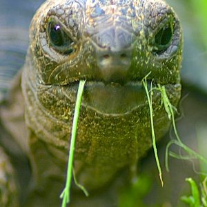 ALDABRA BREEDER