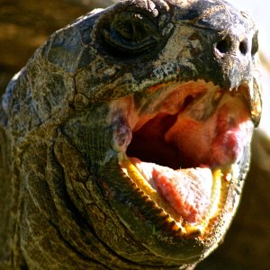 ALDABRA BREEDER