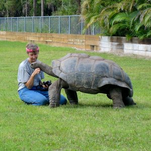 ALDABRA BREEDER