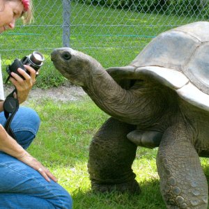 ALDABRA BREEDER