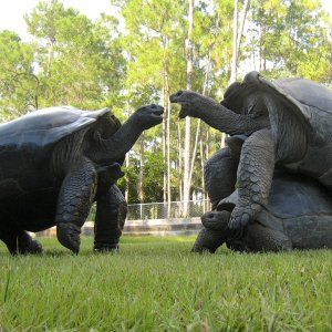 ALDABRA BREEDER