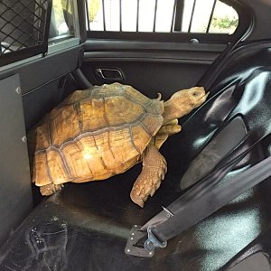 ALDABRA BREEDER