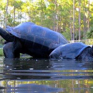 ALDABRA BREEDER
