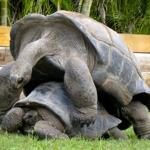 ALDABRA BREEDER