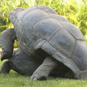 ALDABRA BREEDER
