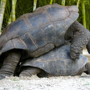 ALDABRA BREEDER