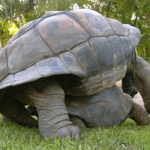 ALDABRA BREEDER