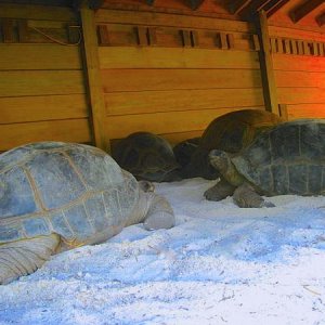 ALDABRA BREEDER